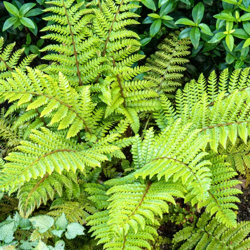 247plants3880632