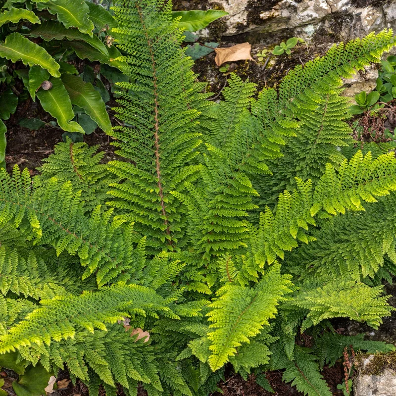 247plants3880806