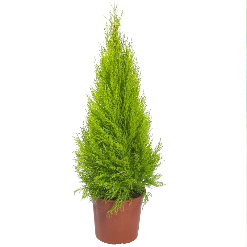 247plants3880896