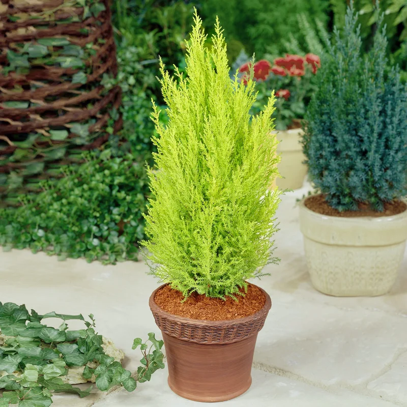 247plants3880947