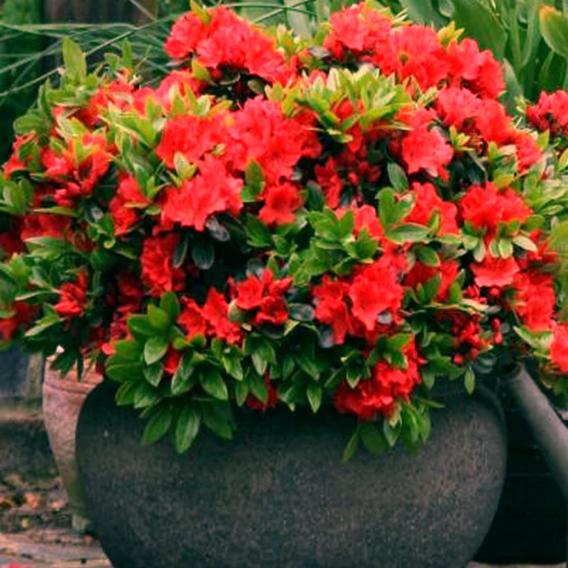 247plants3881007