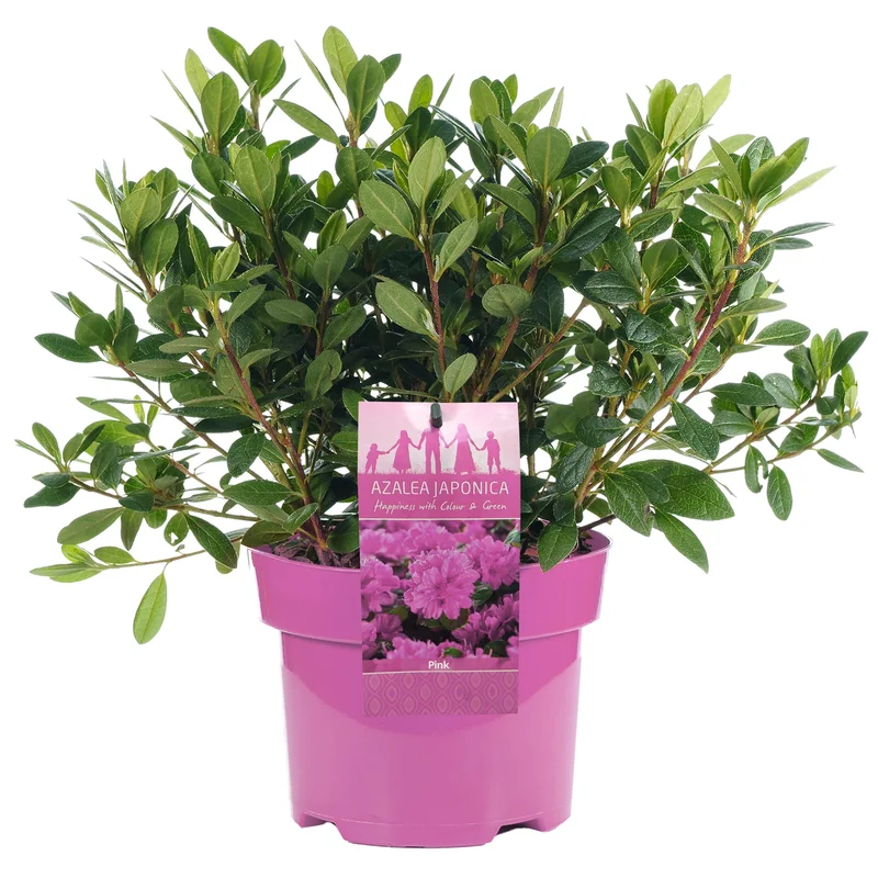 247plants3881071