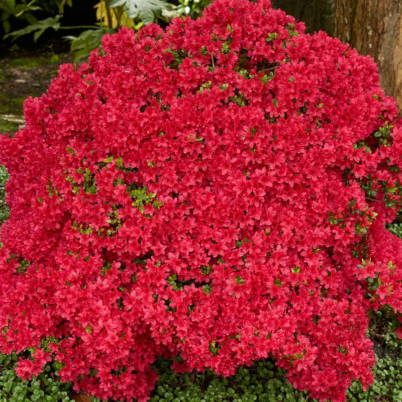 247plants3881245