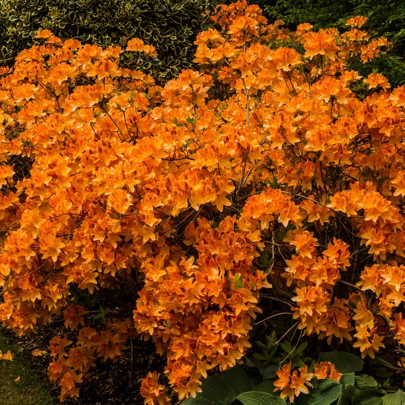 247plants3881357