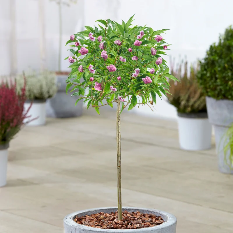 247plants3881631