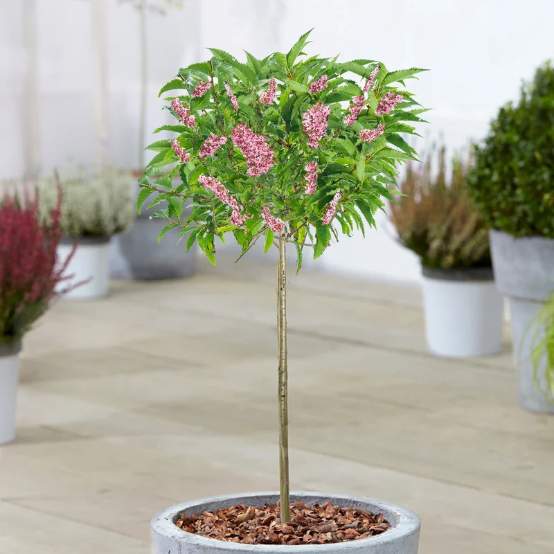 247plants3881681