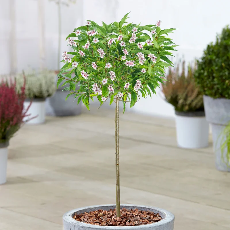 247plants3881866