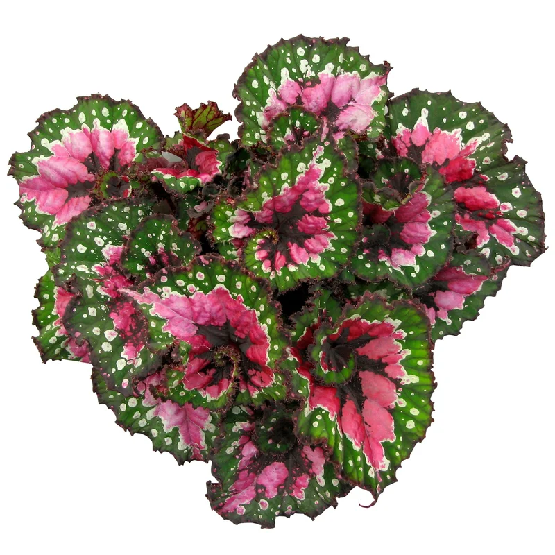 247plants3881923