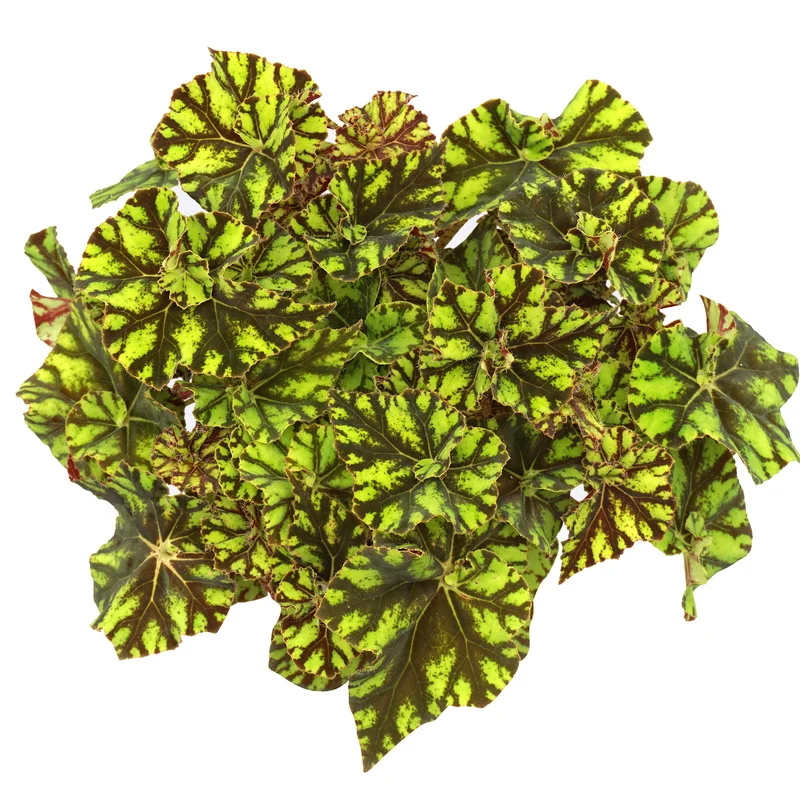 247plants3882156