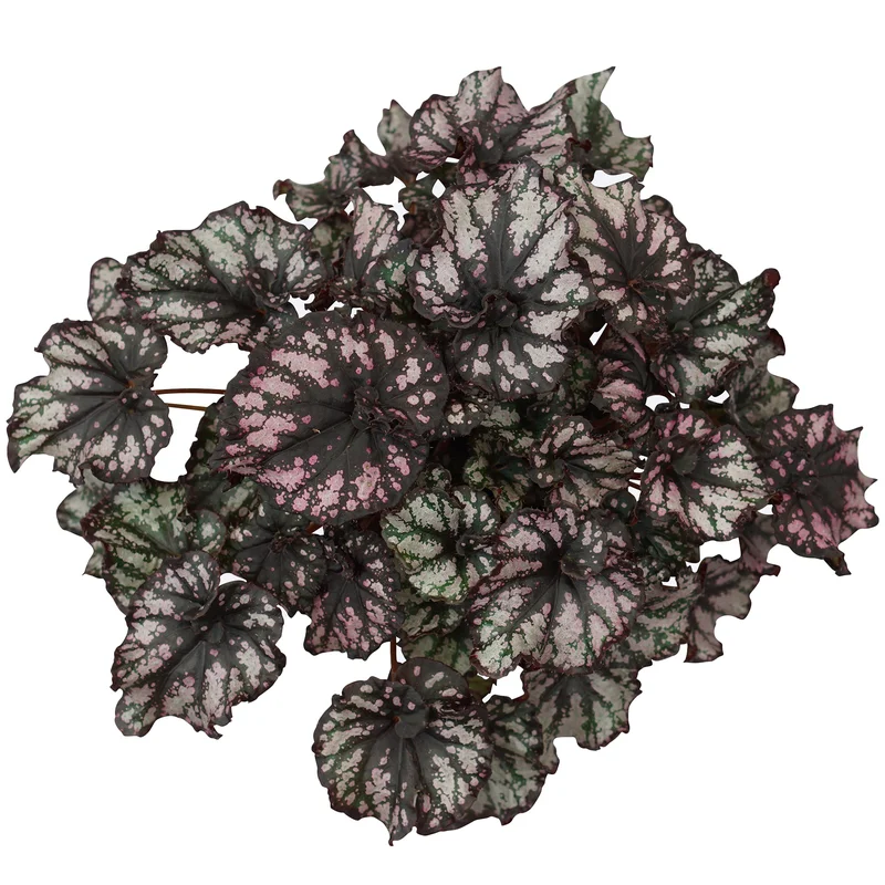 247plants3882369