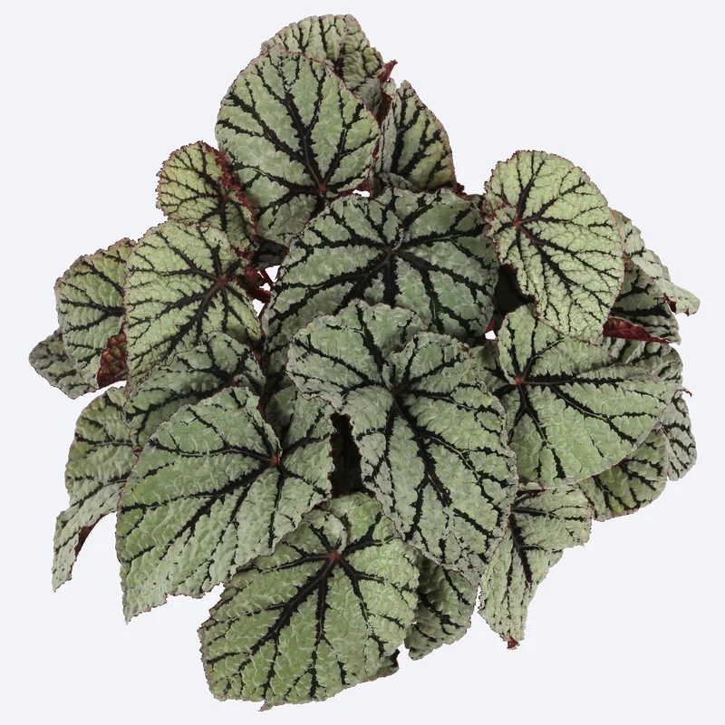 247plants3882810