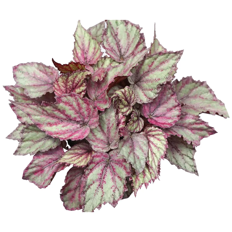 247plants3883027