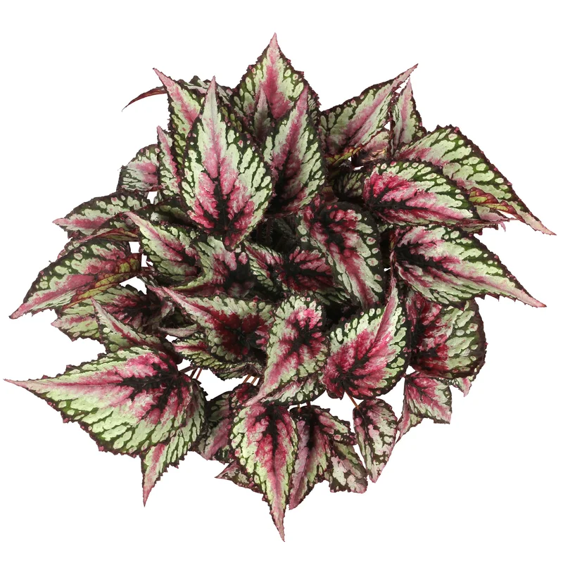 247plants3883159