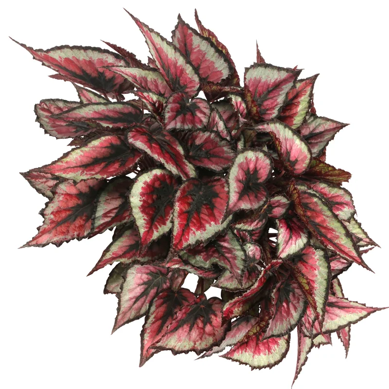 247plants3883279