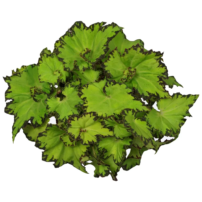 247plants3883504
