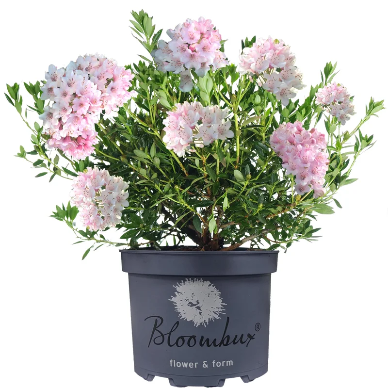247plants3883679