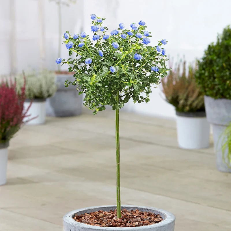 247plants3883724