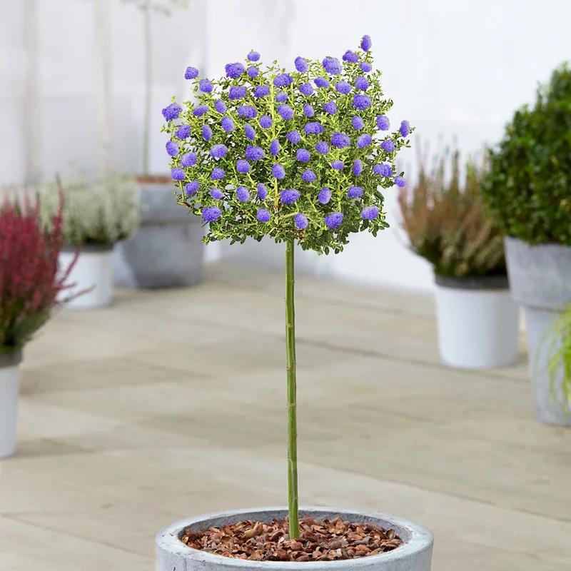 247plants3883764
