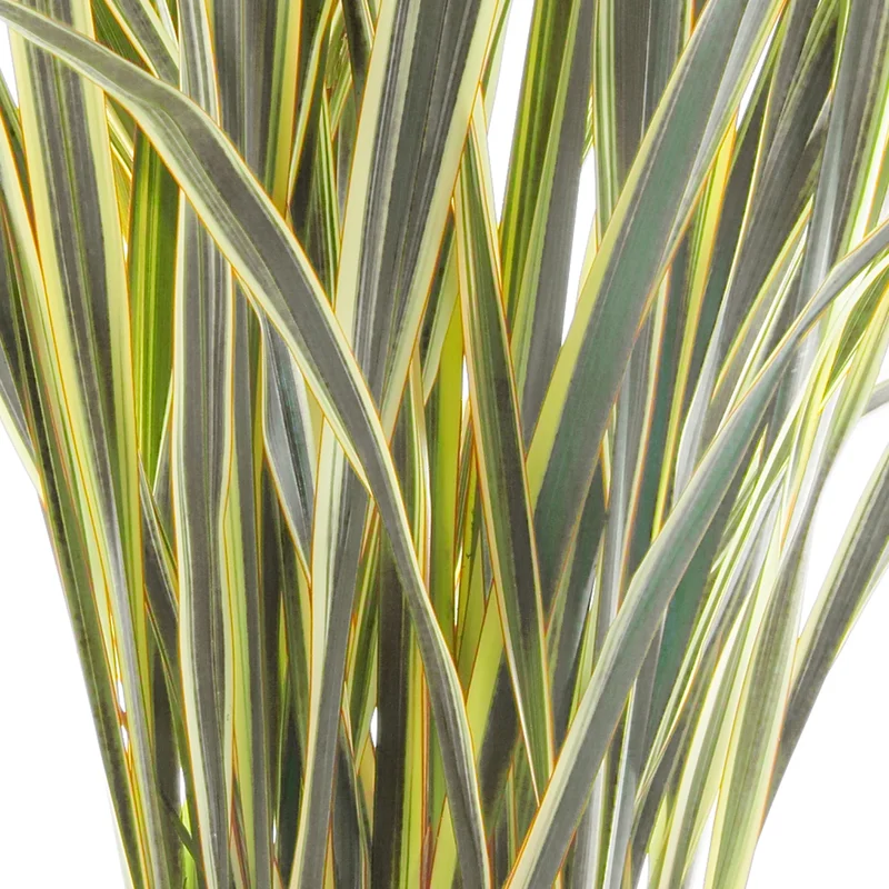 247plants3883881