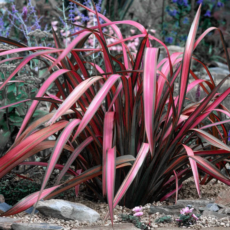 247plants3883943
