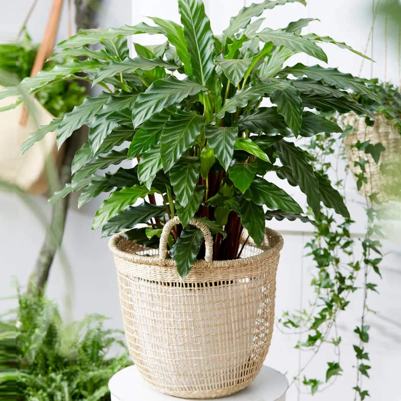 247plants3884005
