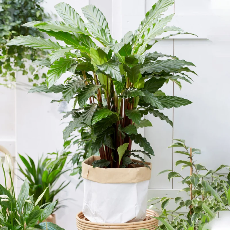 247plants3884114
