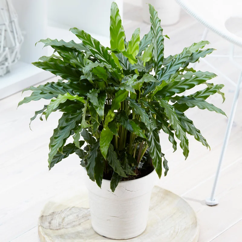 247plants3884156
