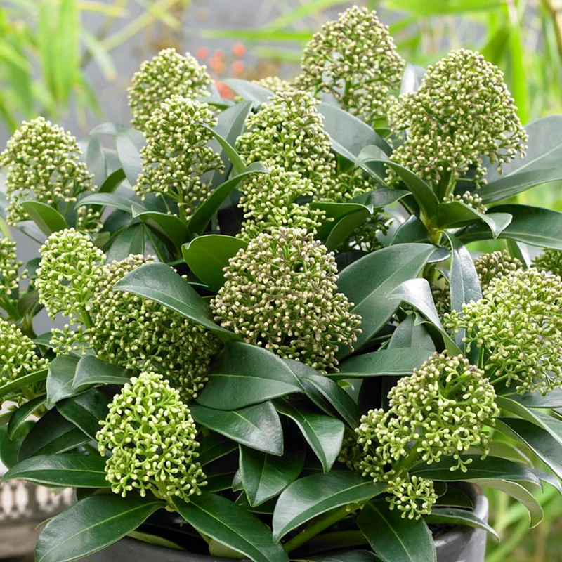 247plants3884226