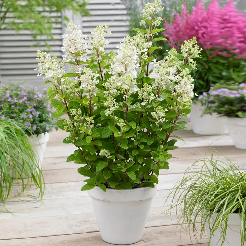 247plants3884558
