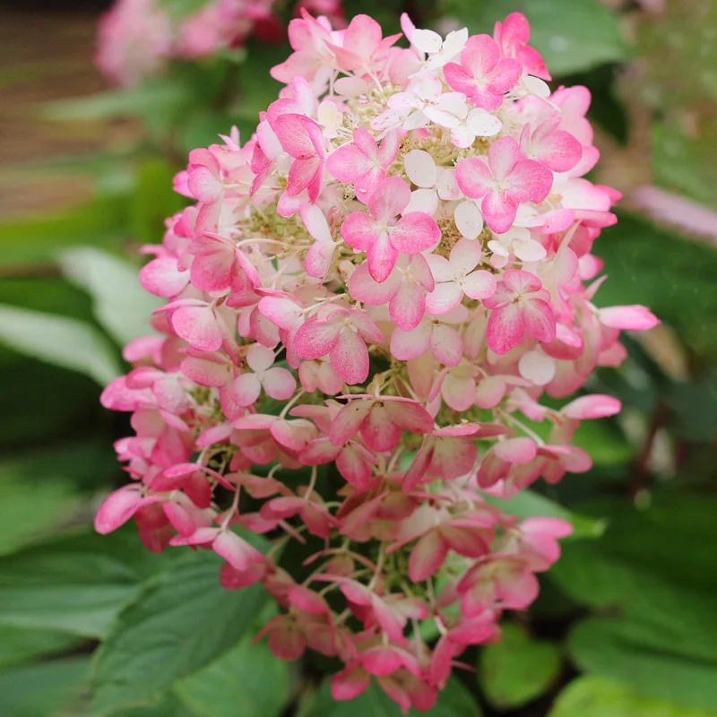247plants3884632