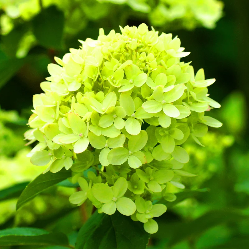247plants3884800