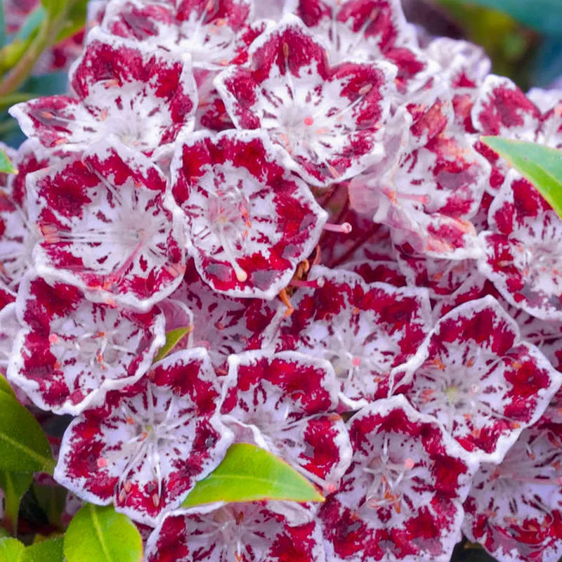 247plants3884906