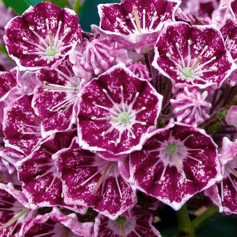 247plants3884978
