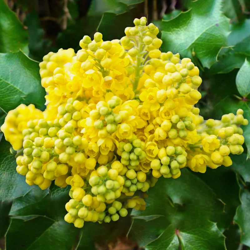 247plants3885198