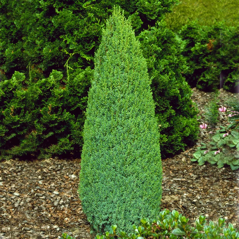 247plants3885351