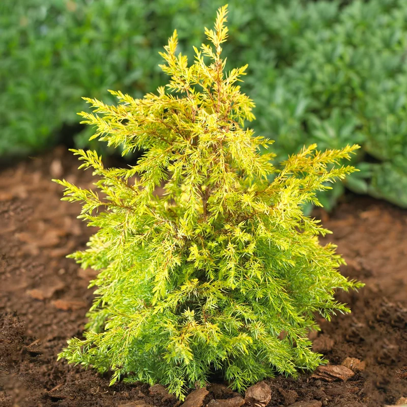247plants3885431