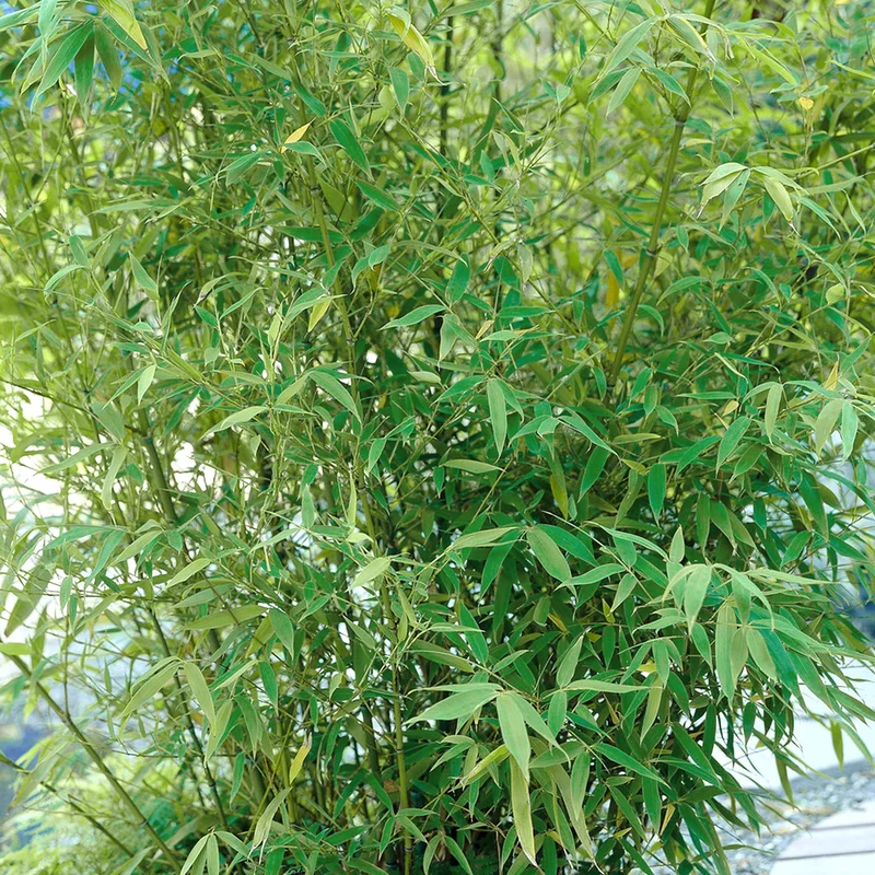 247plants3885518