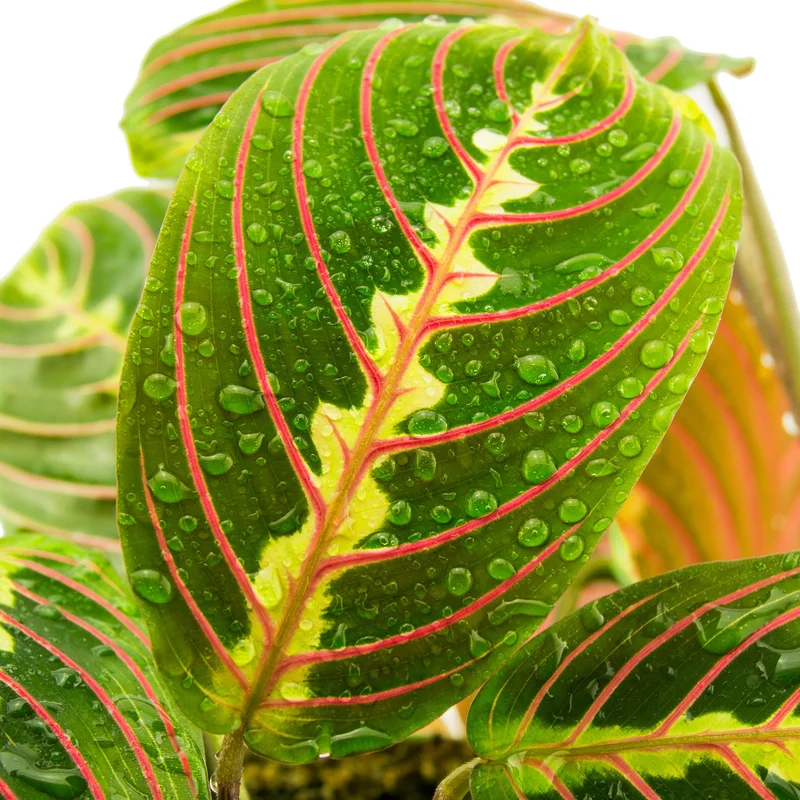 247plants3885667