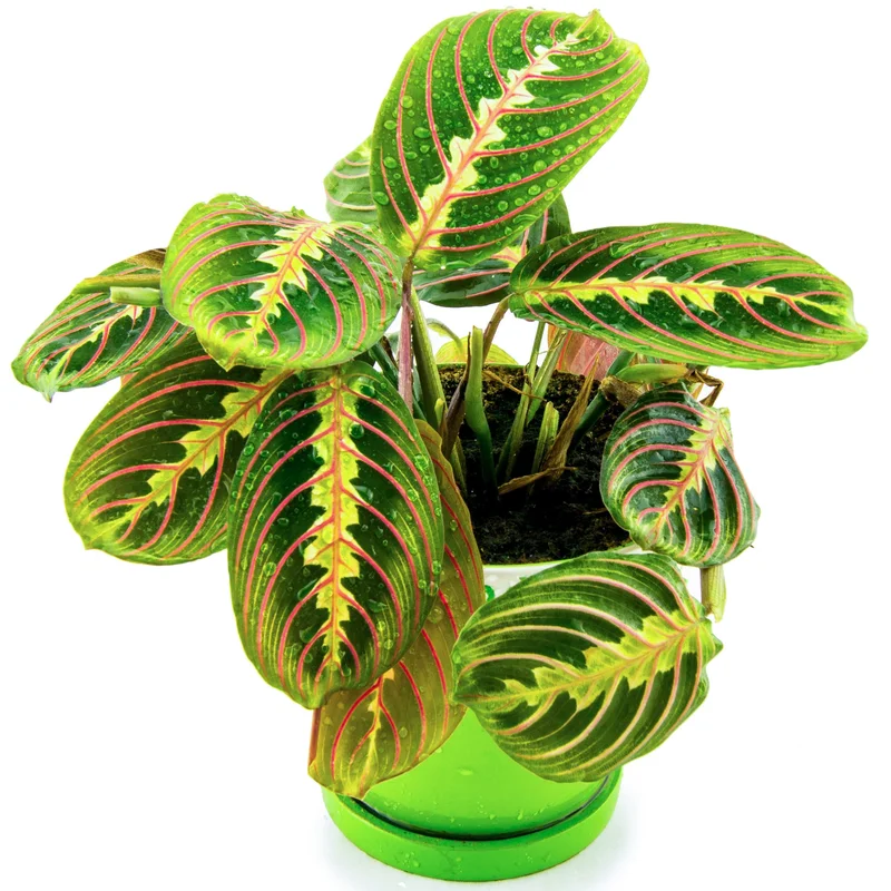 247plants3885716
