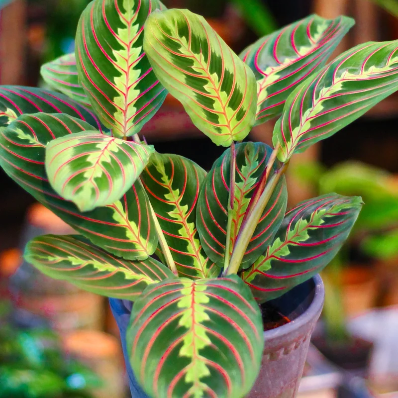 247plants3885782