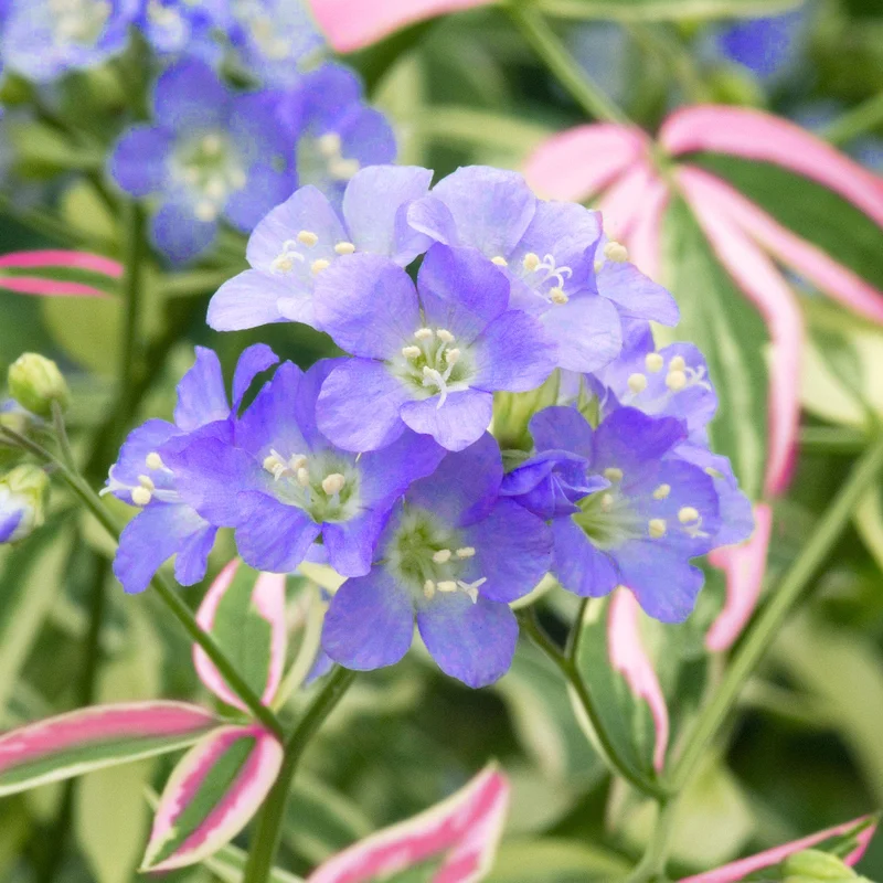 247plants3885939
