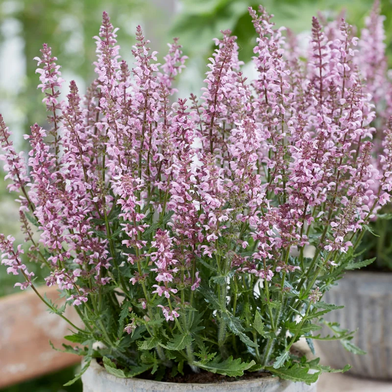 247plants3886113