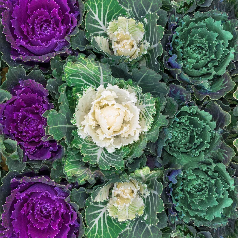 247plants3886243