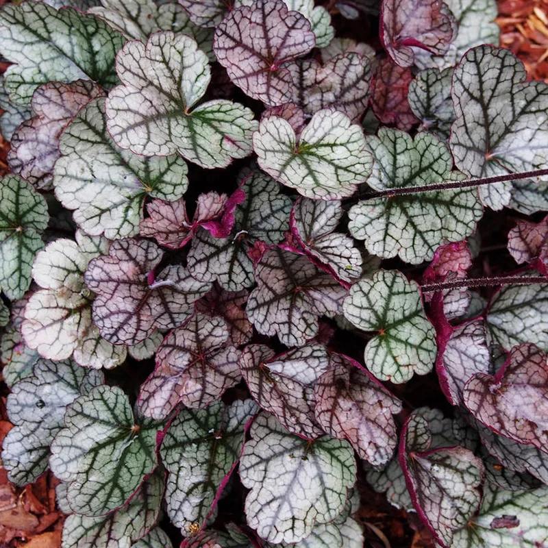 247plants3886334