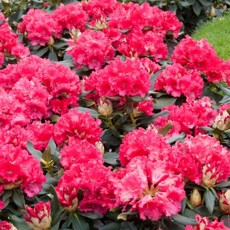 247plants3886406