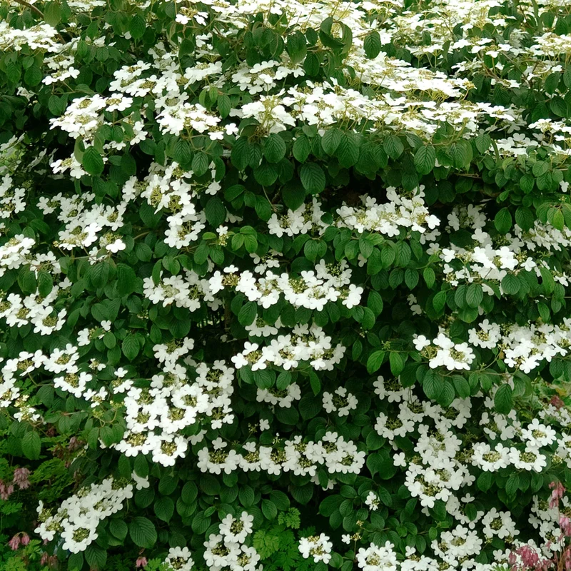 247plants3886775