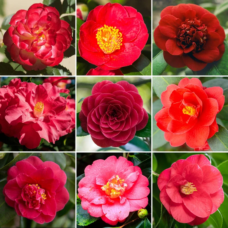 247plants3886948