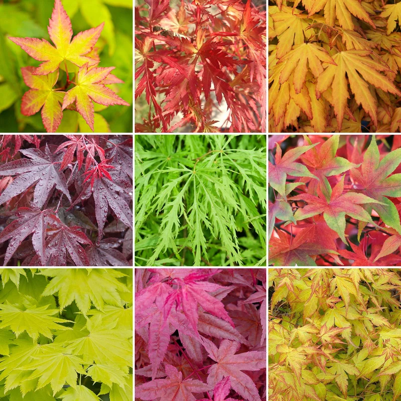 247plants3887030