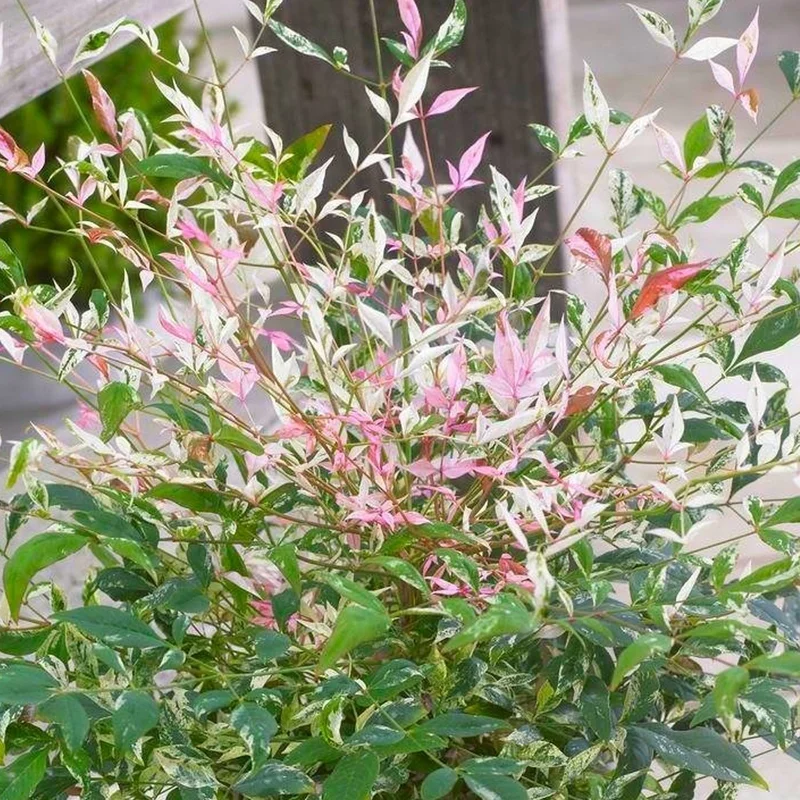 247plants3887649