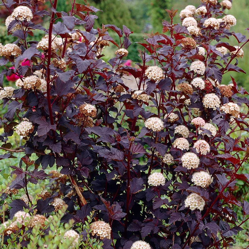 247plants3888071